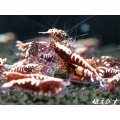 Red Galaxy Fishborn（レッドカオス系統）エントリーグレード　１０匹セット