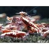 Red Galaxy Fishborn（レッドカオス系統）エントリーグレード　１０匹セット