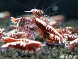 Red Galaxy Fishborn（レッドカオス系統）エントリーグレード　１０匹セット