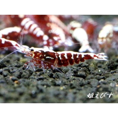 画像3: Red Galaxy Fishborn（レッドカオス系統）エントリーグレード　１０匹セット