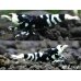 画像3: Black TigerBee（タイガービー）　繁殖３匹セット（♀２、♂１のセット） (3)
