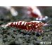 画像2: Red Galaxy Fishborn（レッドカオス系統）エントリーグレード　１０匹セット (2)