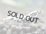 Galaxy Fishborn（ブラックカオス血統）ミドルグレード　ペア＝2匹（ブルー発色のイチオシ個体！）