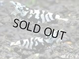 BLACK SARASA Tiger（ブラックサラサタイガー）ミドル-ハイグレードの３匹セット（♀２、♂１）