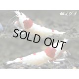 レッドビーシュリンプ【復活海老の貴婦人】　繁殖セット＝３匹（♀２、♂１のセット）