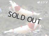 レッドビーシュリンプ【復活海老の貴婦人】　繁殖セット＝３匹（♀２、♂１のセット）