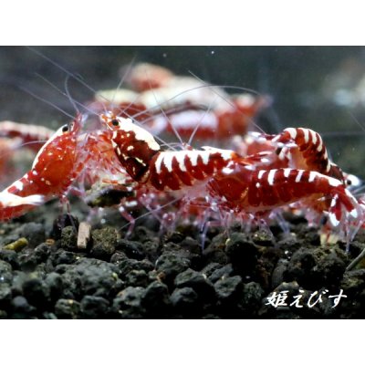 画像2: Red Fishbornレッドフィッシュボーン　１０匹繁殖セット