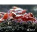 画像2: Red Fishbornレッドフィッシュボーン　１０匹繁殖セット (2)