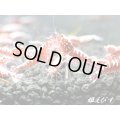 Red Fishbornレッドフィッシュボーン　１０匹繁殖セット