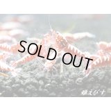 Red Fishbornレッドフィッシュボーン　１０匹繁殖セット