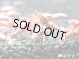 Red Fishbornレッドフィッシュボーン　１０匹繁殖セット