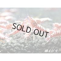 Red Fishbornレッドフィッシュボーン　１０匹繁殖セット