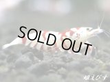 SARASA　Tiger（サラサタイガー） 種親に使えるハイグレード　抱卵ペア＝２匹
