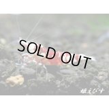 SARASA　Tiger（サラサタイガー）抱卵ペア＝２匹（根強い人気！赤勝ちペアです！！）