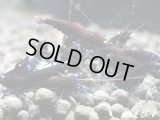 ＜数量限定！＞ブラックダイヤゴールドアイ（５匹）