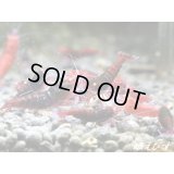 ＜数量限定！＞レッドダイヤゴールドアイ（５匹）