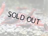 ＜数量限定！＞レッドダイヤゴールドアイ（５匹）