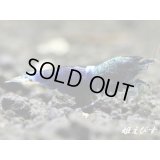 サムライブルー　抱卵ペア＝２匹（色揚がり抜群個体をチョイス！！）