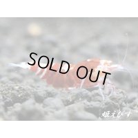 ＜＜限定出品！！＞＞Red ECLIPSE Shrimp(レッドエクリプス）　抱卵ペア＝２匹　