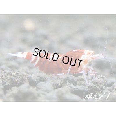 画像1: ＜＜限定出品！！＞＞Red ECLIPSE Shrimp(レッドエクリプス）　抱卵ペア＝２匹　