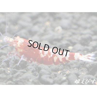 画像4: ＜＜限定出品！！＞＞Red ECLIPSE Shrimp(レッドエクリプス）　抱卵ペア＝２匹　