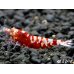 画像4: ＜＜限定出品！！＞＞Red ECLIPSE Shrimp(レッドエクリプス）　抱卵ペア＝２匹　 (4)