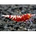 画像3: ＜＜限定出品！！＞＞Red ECLIPSE Shrimp(レッドエクリプス）　抱卵ペア＝２匹　 (3)