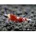 画像2: ＜＜限定出品！！＞＞Red ECLIPSE Shrimp(レッドエクリプス）　抱卵ペア＝２匹　 (2)