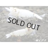 ゴースト系ハイブリッドシュリンプ　ＷＩＮＧ-ＺＥＲＯ（ウイングゼロ）　♀２+♂１＝３匹