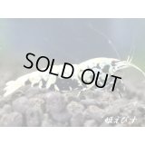 Black Galaxy Fishborn（ブラックカオス系統）　派手柄（ボアタイプ）　即戦力ペア＝２匹　（縞脚のスパイダーレッグ！）