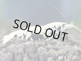 Black Galaxy Fishborn（ブラックカオス系統）　派手柄（ボアタイプ）　即戦力ペア＝２匹　（縞脚のスパイダーレッグ！）