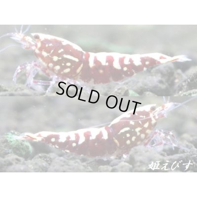 画像3: Red Galaxy Fishborn（レッドカオス系統）♀・♀・♂の３匹セット　（スパイダーレッグの縞脚・即戦力ブリードセット）