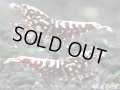 Red Galaxy Fishborn（レッドカオス系統）♀・♀・♂の３匹セット　（スパイダーレッグの縞脚・即戦力ブリードセット）