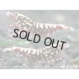 Red Galaxy Fishborn（レッドカオス系統）♀・♀・♂の３匹セット　（スパイダーレッグの縞脚・即戦力ブリードセット）