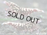 Red Galaxy Fishborn（レッドカオス系統）♀・♀・♂の３匹セット　（スパイダーレッグの縞脚・即戦力ブリードセット）