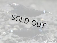 ＜＜限定出品！！＞＞Black ECLIPSE Shrimp(ブラックエクリプス）　♀+若個体２匹＝合計３匹