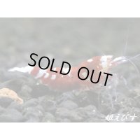 Red ECLIPSE Shrimp(レッドエクリプス）　抱卵ペア＝２匹