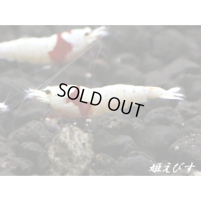 画像3: レッドビーシュリンプ　PRL（ピュアレッドライン）モスラ　若個体５匹　