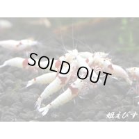 レッドビーシュリンプ　PRL（ピュアレッドライン）モスラ　若個体５匹　
