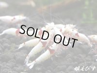 レッドビーシュリンプ　PRL（ピュアレッドライン）モスラ　若個体５匹　