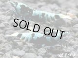 Ｂｌａｃｋｗｉｎｇ（ブラックウイング）ＴｙｐｅIII　♀+♀+♂＝３匹　（縦ラインGalaxy Tiger日本ではレア品種です！！）
