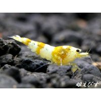 CGS　Crystal Gold Shrimp　若個体３匹セット