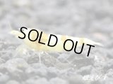 CGS　Crystal Gold Shrimp　ペア＝２匹（ハイグレードのペアです）