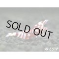 ＜価格変動中！6500→5000円＞SARASA　Tiger（サラサタイガー）赤勝ちペア＝２匹　