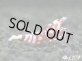 ＜価格変動中！6500→5000円＞SARASA　Tiger（サラサタイガー）赤勝ちペア＝２匹　
