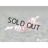 ＜価格変動中！6500→5000円＞SARASA　Tiger（サラサタイガー）赤勝ちペア＝２匹　