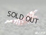 ＜価格変動中！6500→5000円＞SARASA　Tiger（サラサタイガー）赤勝ちペア＝２匹　