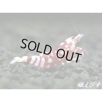 ＜価格変動中！6500→5000円＞SARASA　Tiger（サラサタイガー）赤勝ちペア＝２匹　