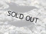 ＜価格変動中！6500→4999円＞ブラックダイヤゴールドアイ　２ペア＝４匹