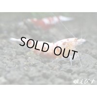 Red ECLIPSE Shrimp(レッドエクリプス）　抱卵ペア＝２匹　（もりもり抱卵中です！！）